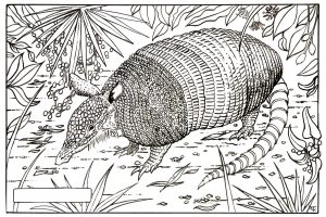 Linedrawing of an armadillo siting in a tropical jungle.