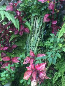 closeup image of lush foliage in vibrant greens and purples