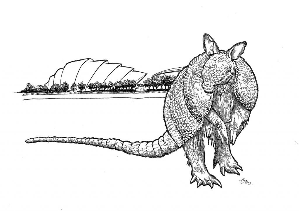 Ink drawing of an armadillo looking directly at the viewer. In the background the Armadillo Auditorium of the SEC can be seen behind a row of trees.