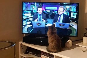 A TV displaying Nicholas in conversation with a man in a news studio. A cat sits on the white TV stand, back to the viewer.