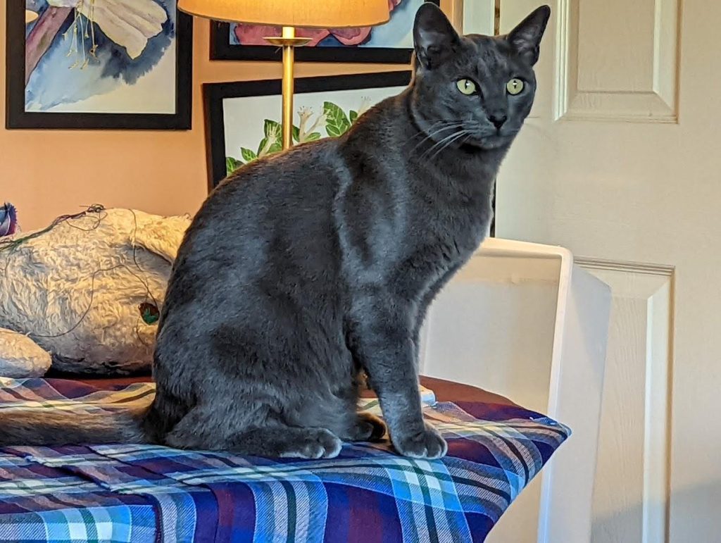 A grey cat sits atop a purple, blue, green, cream, and silver tartan fabric on top of a table. The cat is in 3/4 profile and looks to the right.