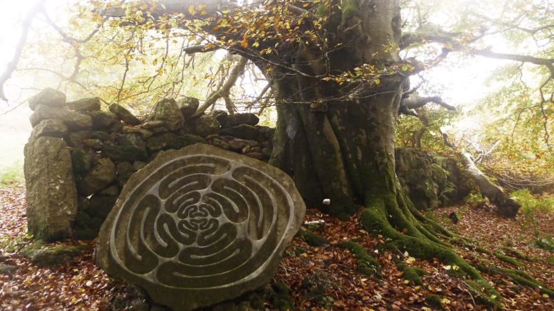 Beech tree and carved stone, Fingle Gorge,
Dartmoor